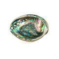 Green Abalone Shell