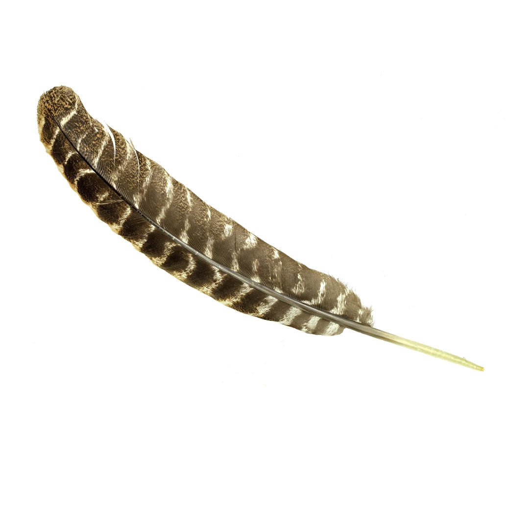 Turkey Feather